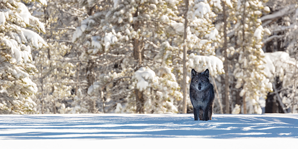 WolfNearArtistPaintPots_NOV17_NPS_FrankJacob-newclass