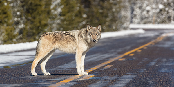 YF_WolfOnRoad_NearArtistPaintPots_YNP_NOV17_NPSFlickr_FrankJacob-newclass