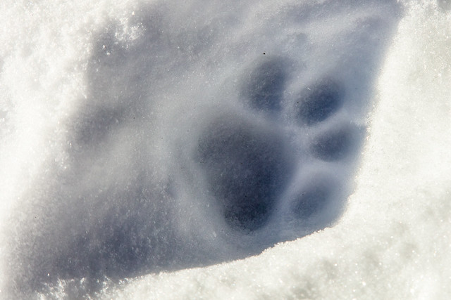 Yellowstone Forever Cougar Course - Cougar track