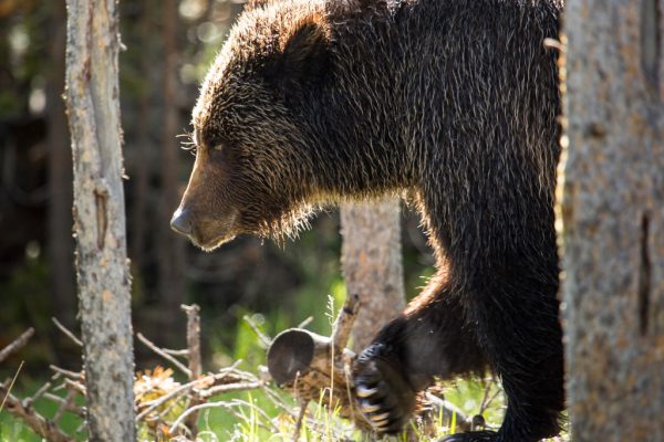 grizzly-bear-near-swan-lake-yellowstone-nps