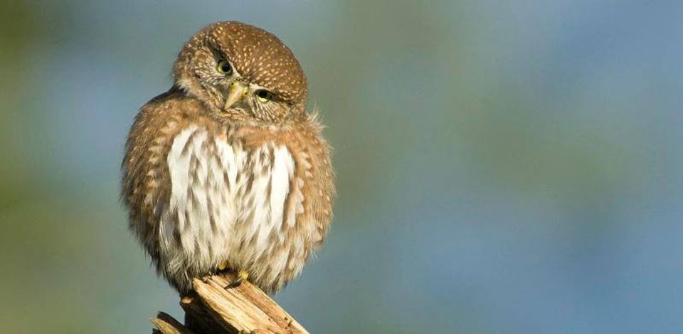 Meet a Few of Yellowstone's Lesser-Known Animals - Yellowstone Forever Meet a Few of Yellowstone's Lesser-Known Animals - Yellowstone Forever