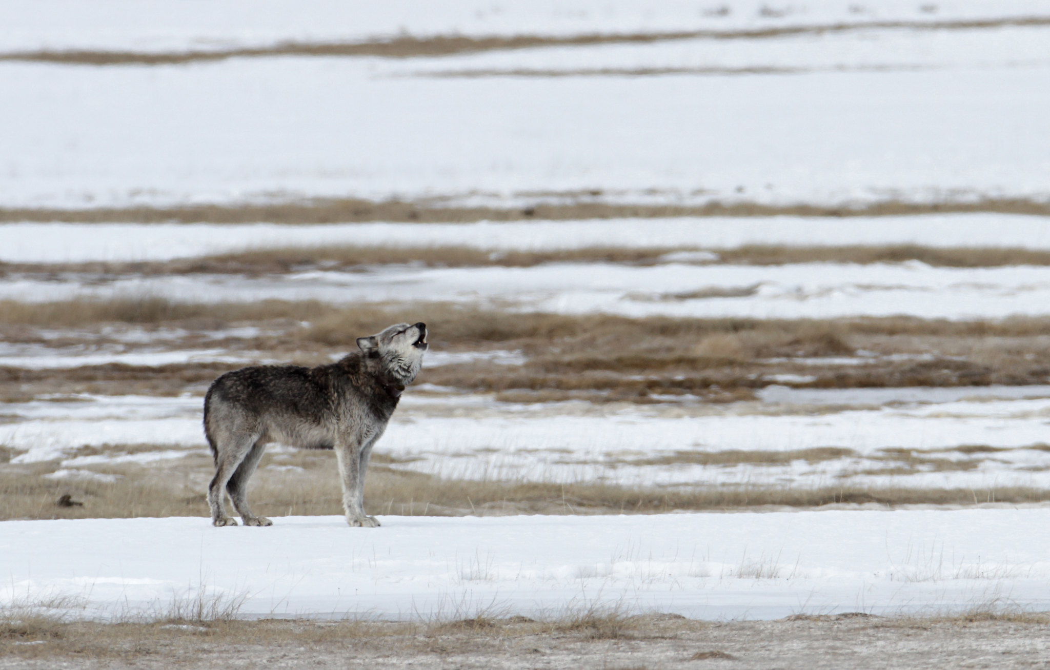 WolfHowl_CanyonAlphaMale_FEB15_NPS_PeacoJim