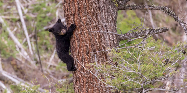 BlackBearCubs19_RainyLake_May2018_FuttererJim