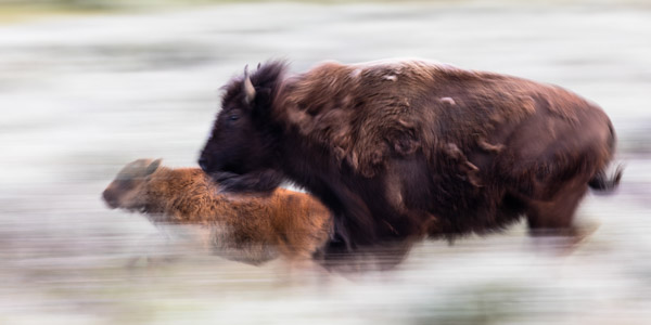 Cow and calf run through the sage in Lamar Valley