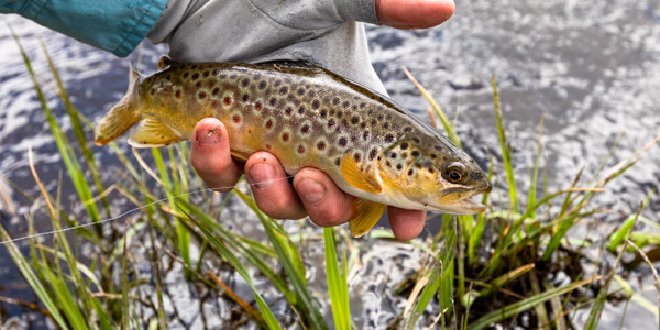 YF_BrownTroutCaught_FireholeRiver_MAY19_LudinMatt