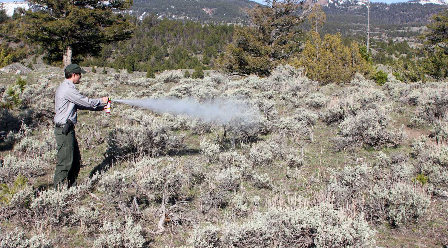 Does Bear Spray Work For Grizzlies? – Caribou Gear Outdoor Equipment Company