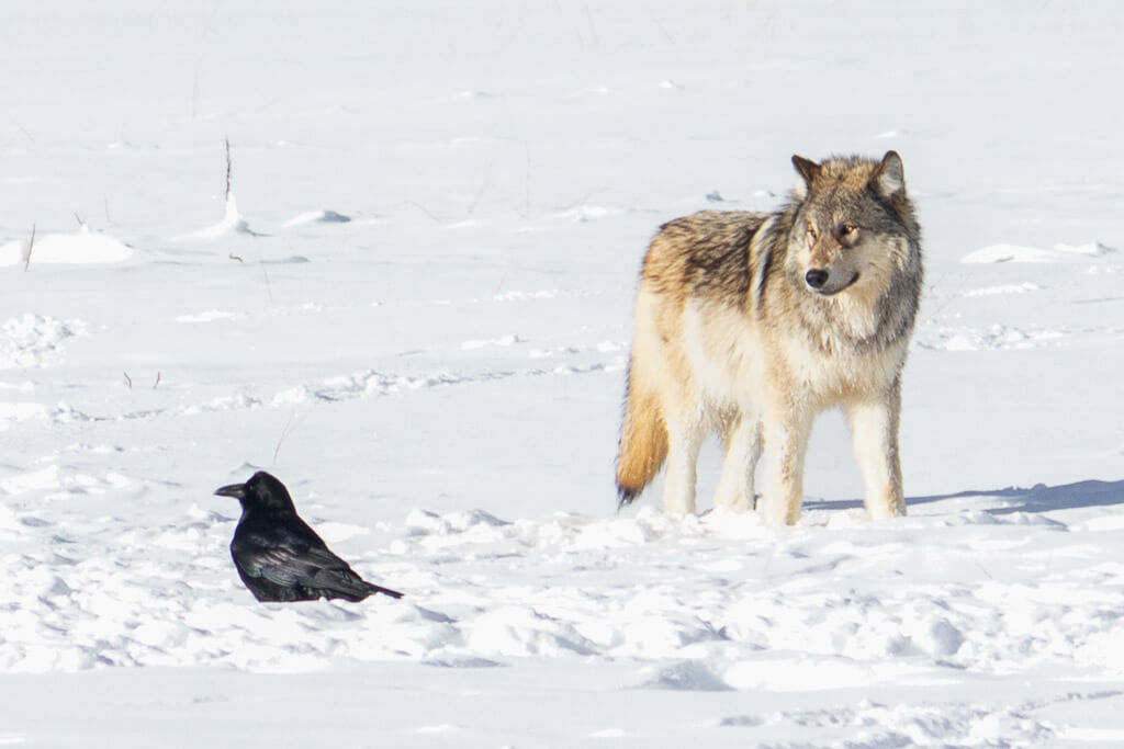A gray wolf standing in a snowy field near a black raven.