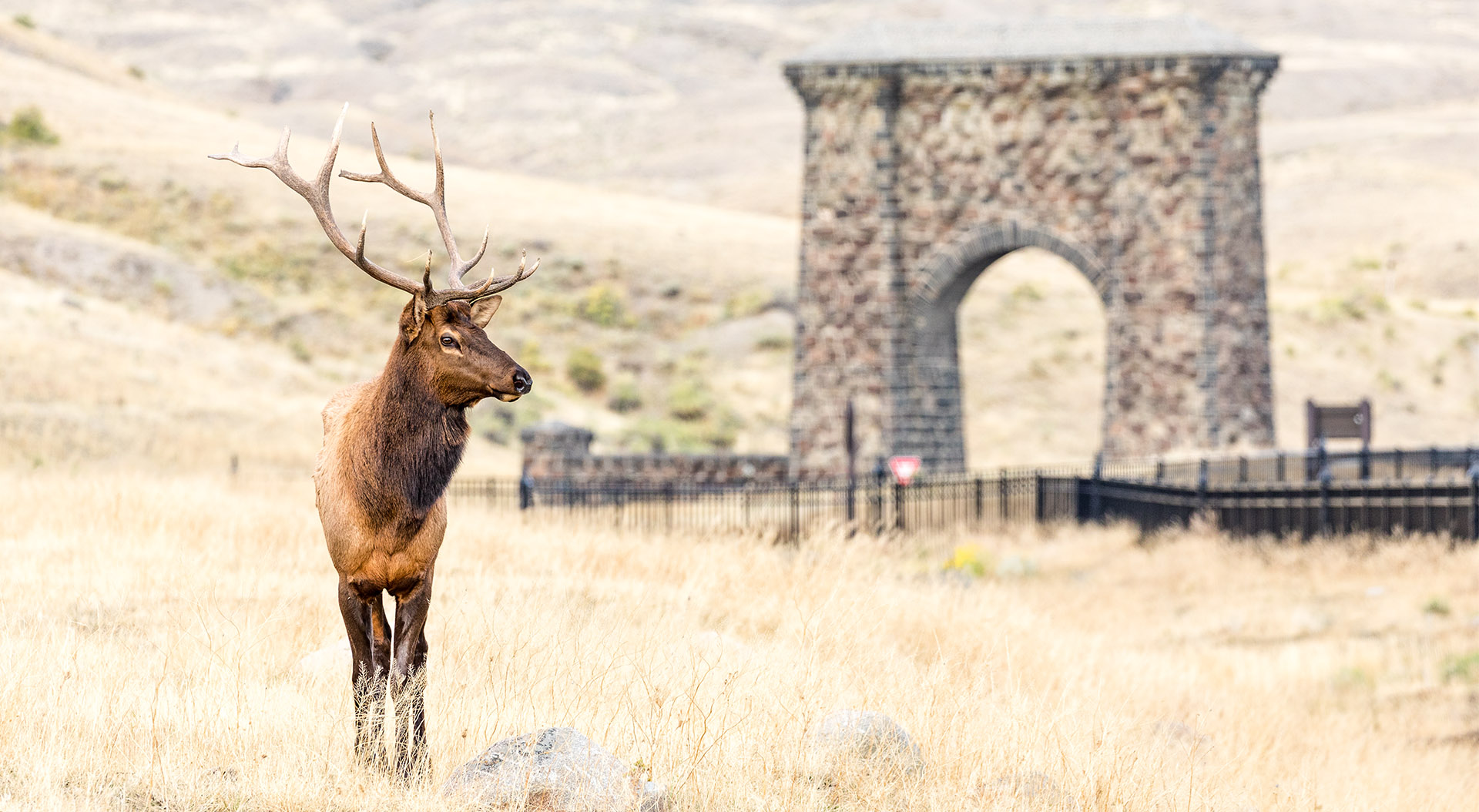 YF_BullElk_RooseveltArch_SEP17_LudinMatt_01