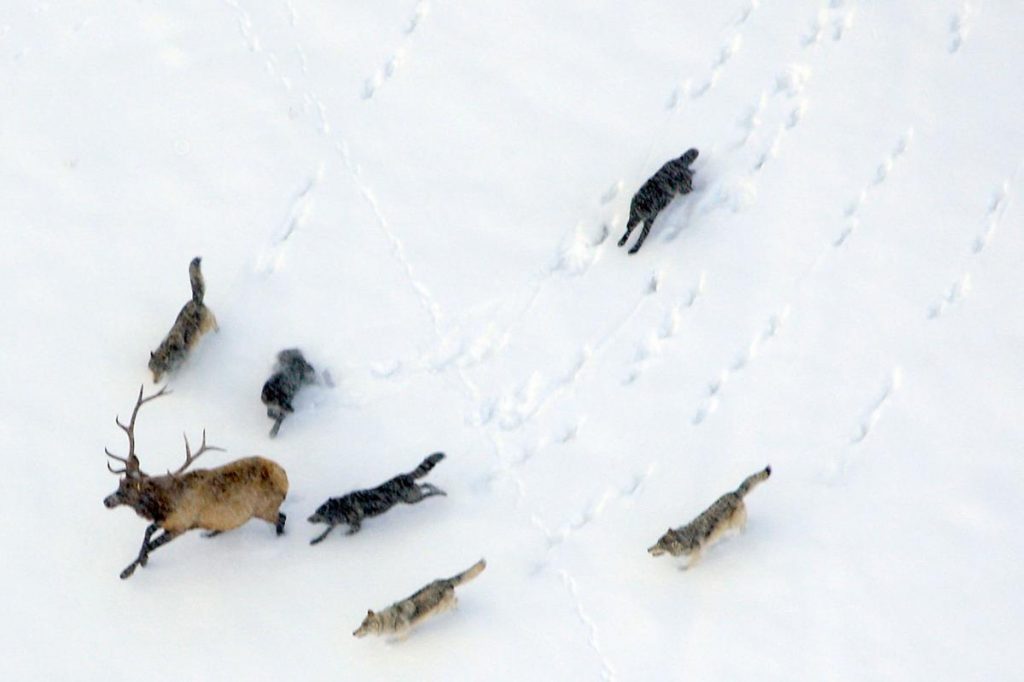 Wolf Project Yellowstone Wolf Project