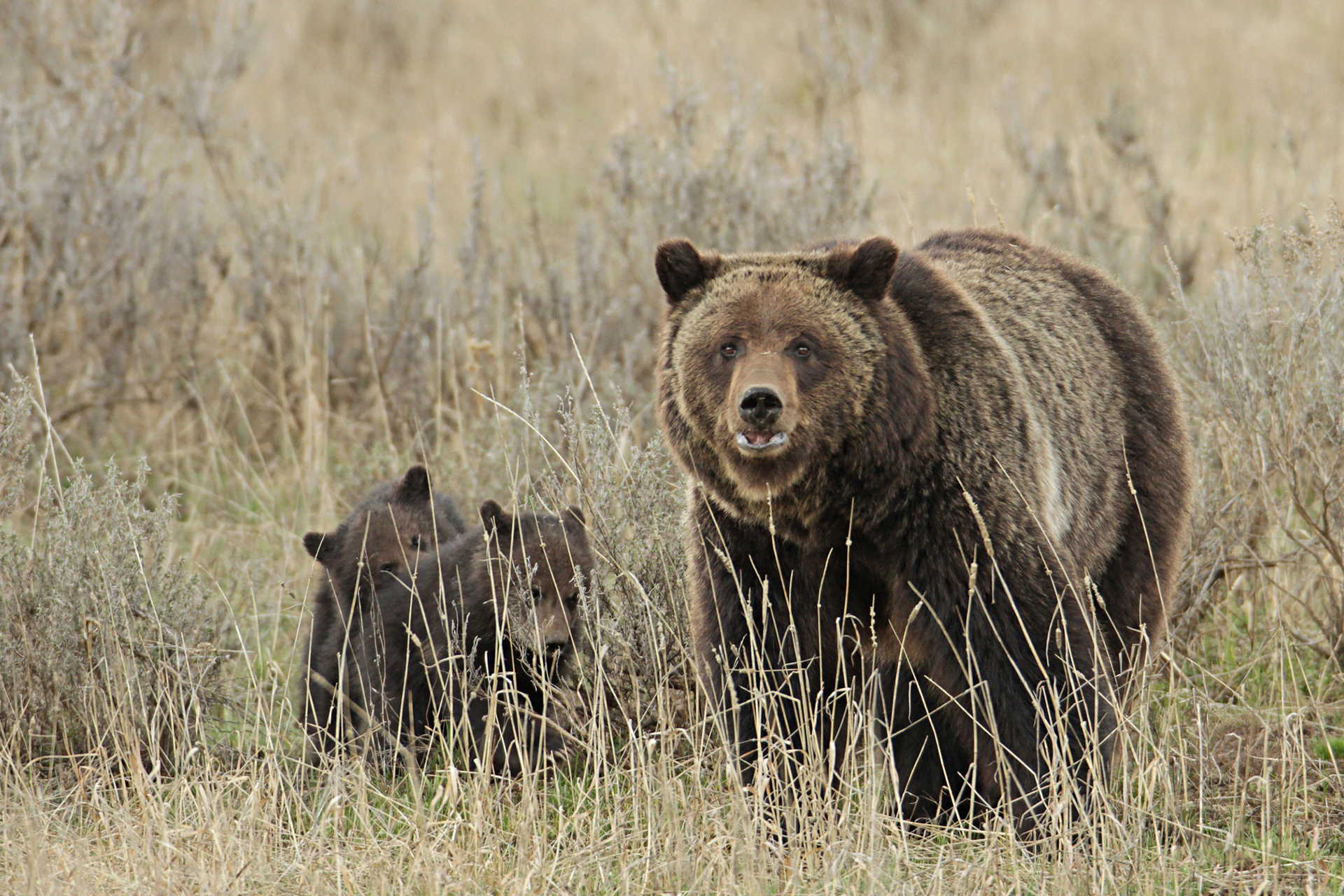 grizzly-sow-home