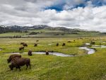 Yellowstone Forever Partners with 1000 Stories to Support Bison Conservation