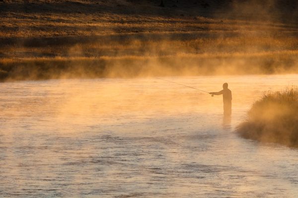 Fly fisherman at sunrise on the Madison River in Yellowstone National Park.