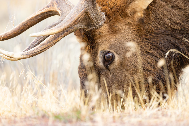 Wolf & Elk Package in Yellowstone