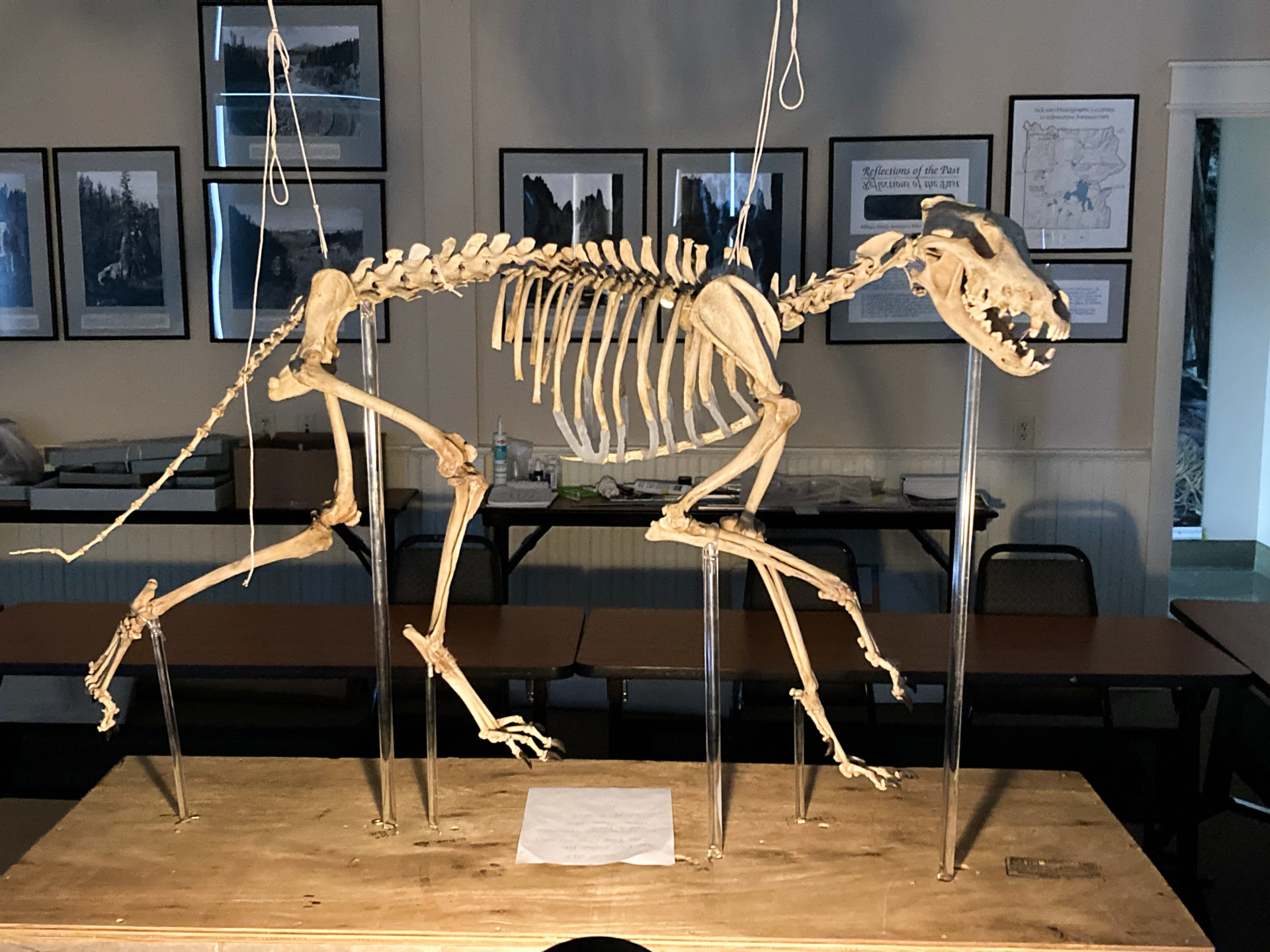 The skeleton of Yellowstone Wolf 302 at the Heritage and Research Center.