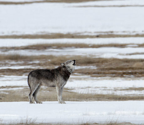 A wolf howls in Yellowstone in winter.