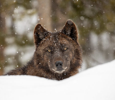 A Yellowstone black wolf stares at the camera through winter snow.