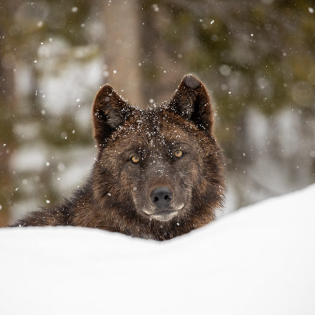 A Yellowstone black wolf stares at the camera through winter snow.