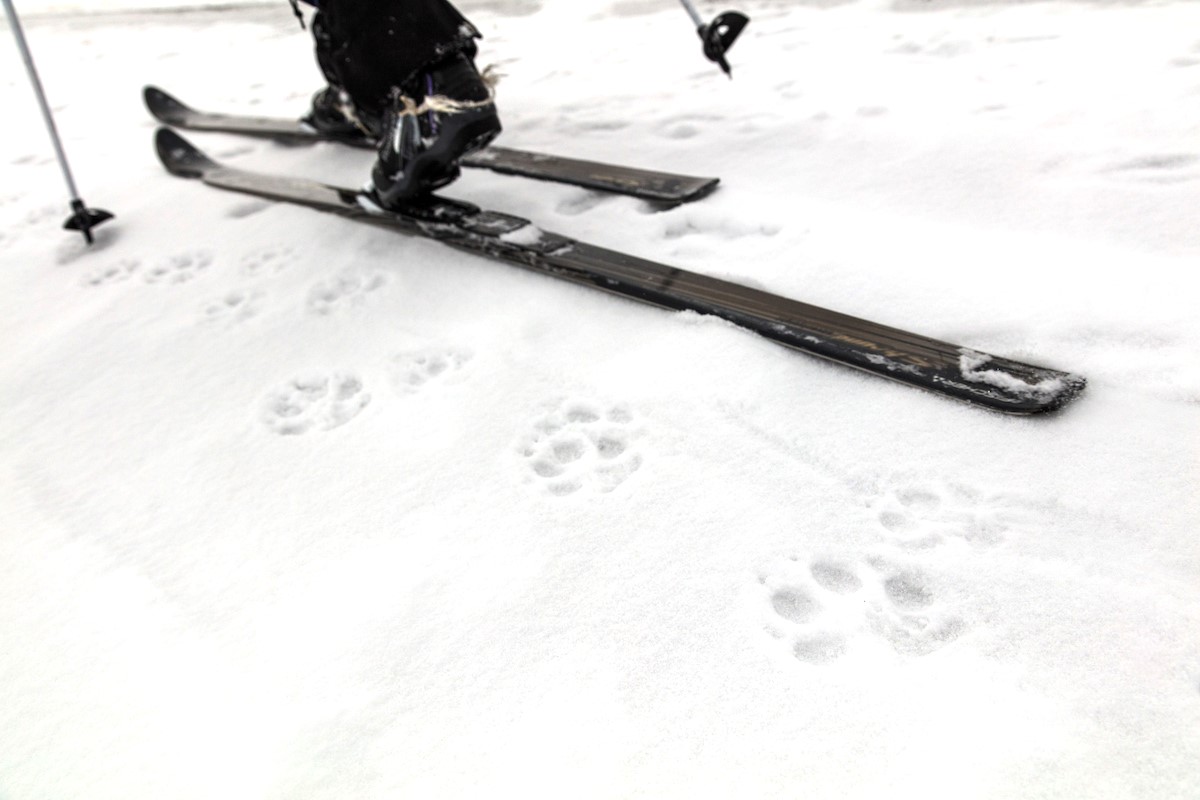 Skiing along wolf tracks