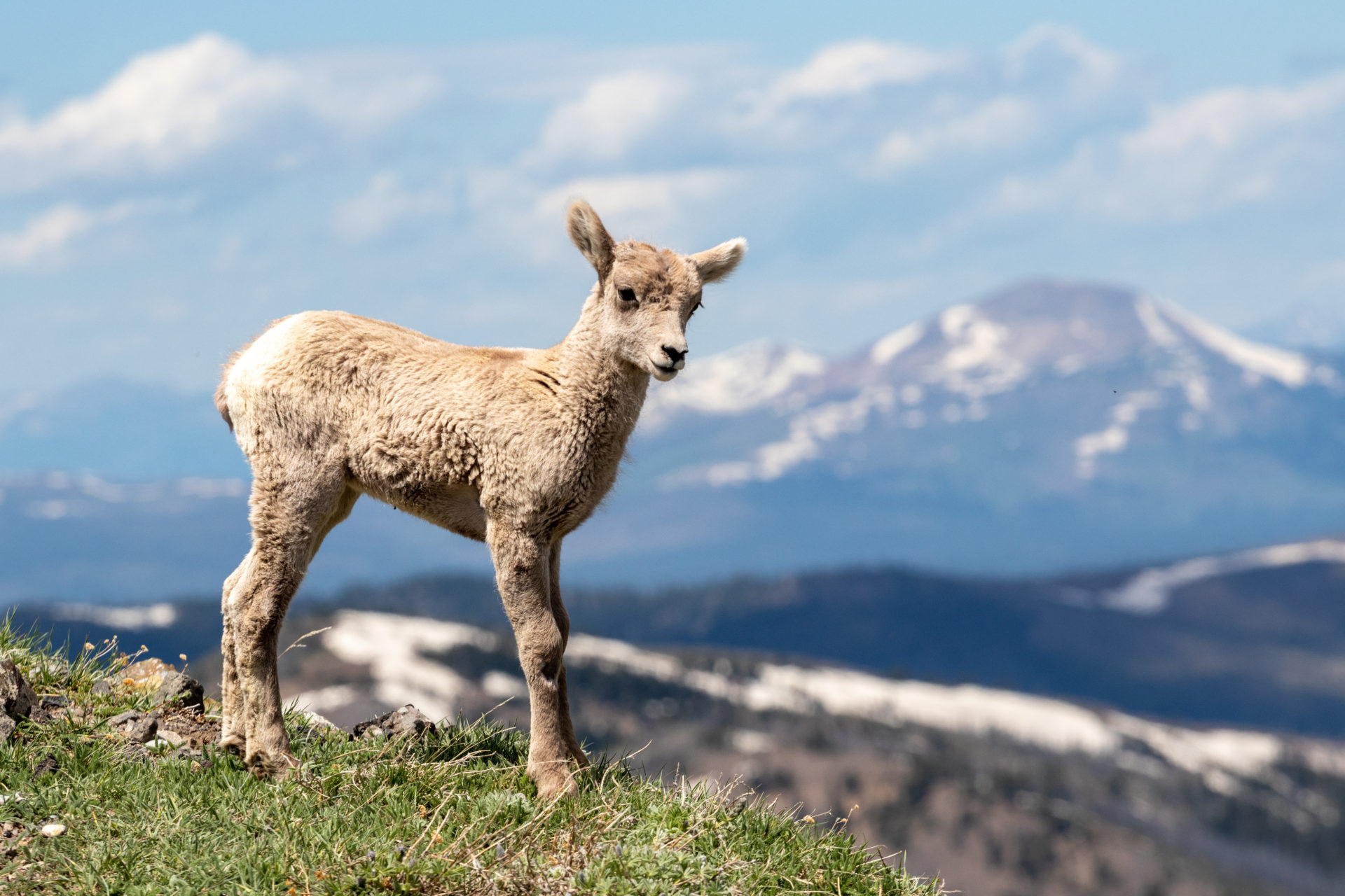 Baby bighorn on Mount Washburn