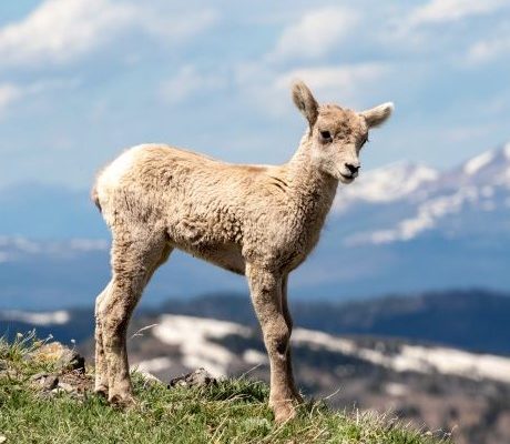 Washburn Bighorn Lamb