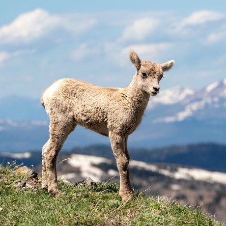 Washburn Bighorn Lamb