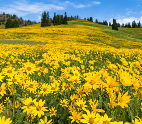 Wildflower field of Arrowhead Balsamroot at the top of Dunraven Pass.