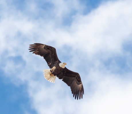 A bald eagle in flight over Yellowstone.