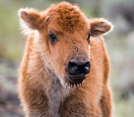 Close-up of a bison calf in Yellowstone.
