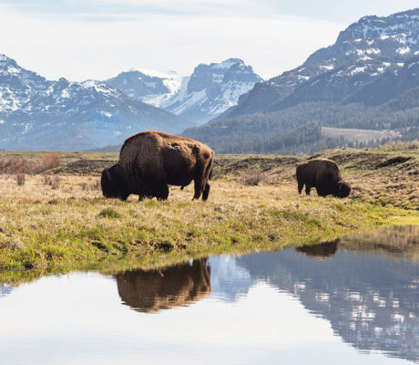 Grazing bison reflected in a pond with Lamar Valley as a backdrop.