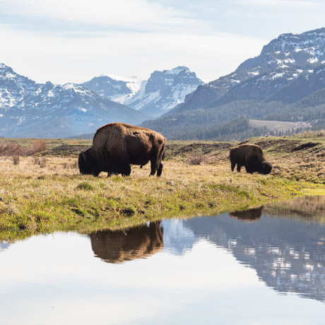 Yellowstone's Prequel: Wildlife & Humans in the Pleistocene - Yellowstone  Forever