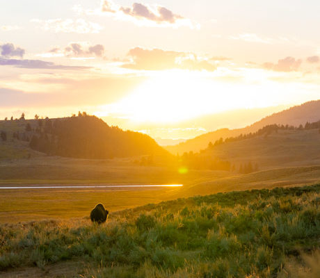 A bull bison walking into the sunset in Yellowstone's Lamar Valley