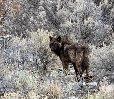 A lone black wolf in a sage landscape in Yellowstone.