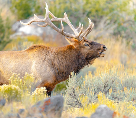 Lone bull elk bugling during the rut season in Yellowstone.