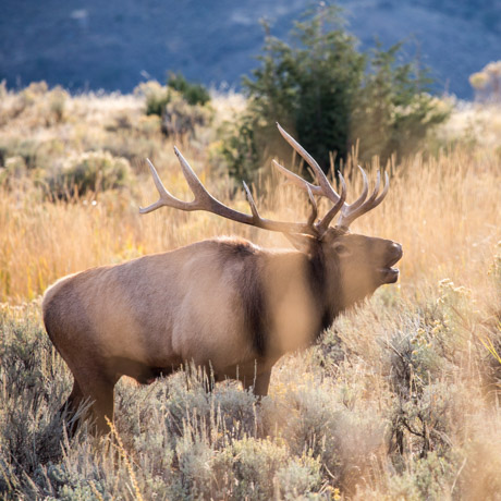 A bull elk bugles in Yellowstone during the fall season rut.