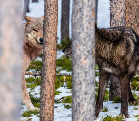 A pair of wolves from the canyon pack peer through trees.