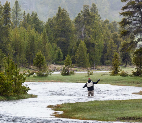 A fly fisherman casts a line on a creek in Yellowstone's backcountry