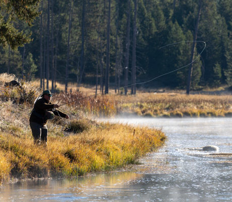A fly fisherman casts his line on the Madison River in Yellowstone.