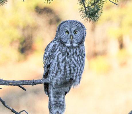A Great Gray Owl perches on a branch in the Canyon region of Yellowstone.