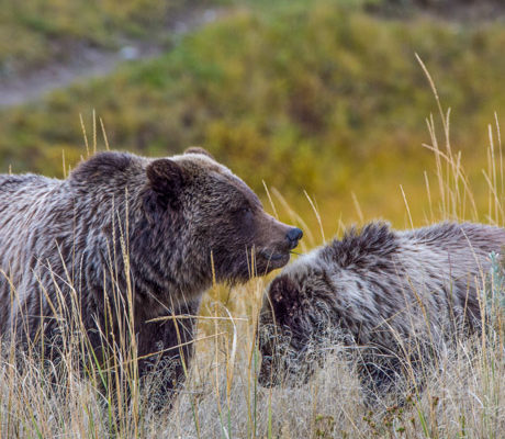 A grizzly bear boar and sow seen in Yellowstone.