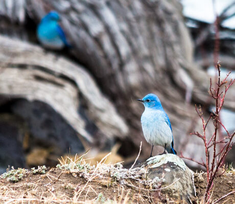 Mountain bluebirds on Yellowstone's Northern Range.