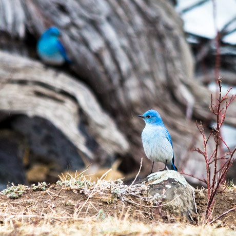 Mountain bluebirds Mountain bluebirds on Yellowstone's Northern Range.