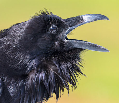 A large raven calls out in Yellowstone.