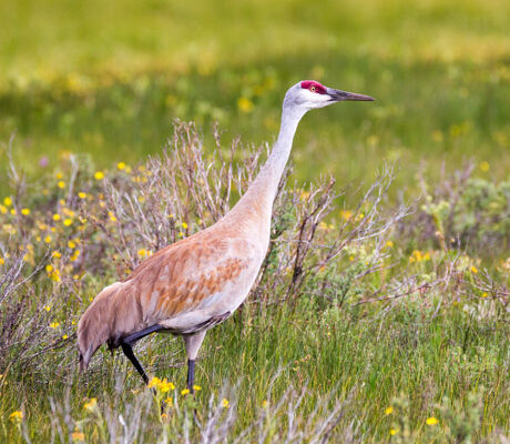 Sandhill crane walks over wildflowers at Swan Lake Flats in Yellowstone.