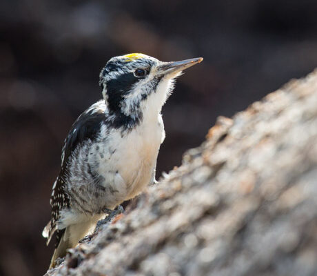 Three-toed woodpecker near Mammoth Hot Springs in Yellowstone.
