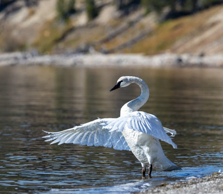 A single trumpeter swan spreads its wings on the shore of Yellowstone Lake.