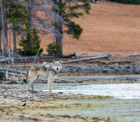 Wolf on the shore of Yellowstone Lake