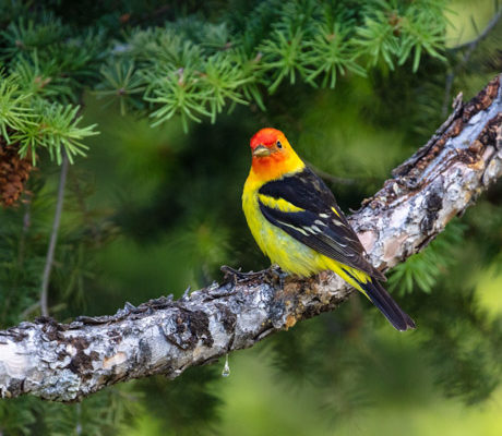 A colorful Western Tanager stops in Yellowstone while migrating south.
