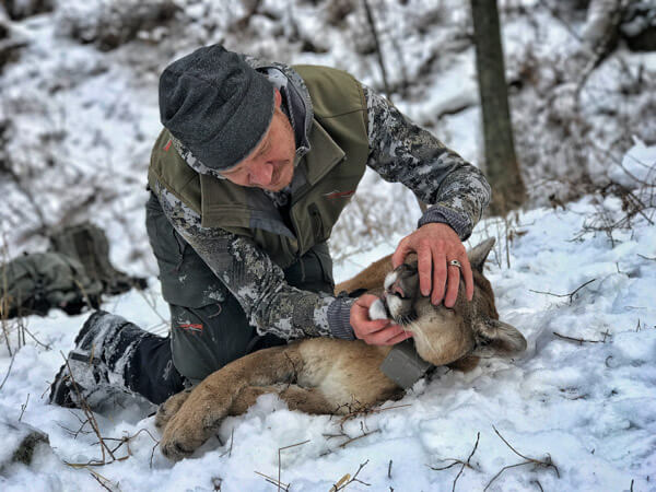 Biologist collaring a Yellowstone cougar.