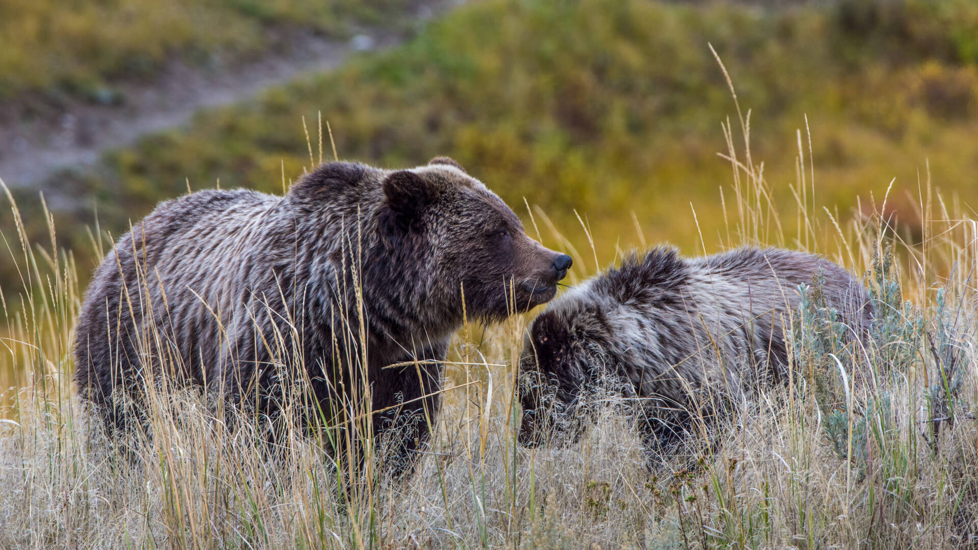 grizzly-bear-pair-amanda-evans