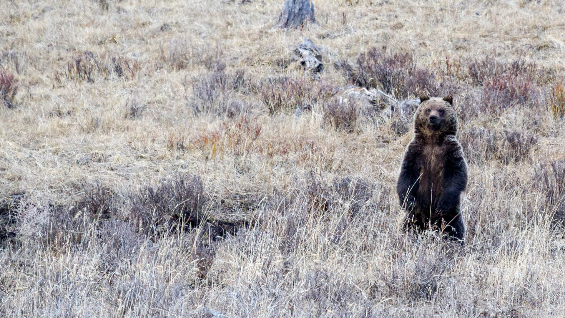 standing-spring-grizzly-lamar-valley-matt-ludin